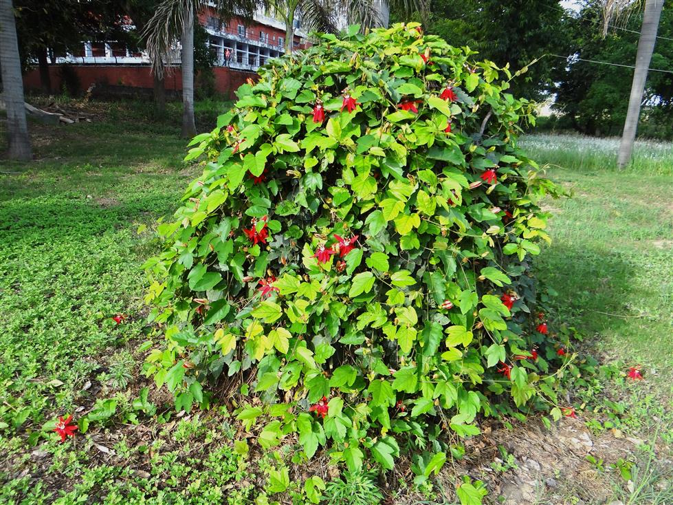 Passiflora vitifolia
